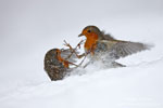 Erithacus_rubecula_0160.jpg