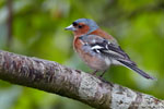 Fringilla_coelebs_0225.jpg