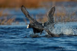 Fulica_atra_0319.jpg