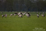 Grus_grus_0077.jpg