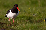 Haematopus_ostralegus_0226.jpg