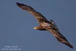 Haliaeetus_albicilla_0130.jpg