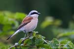 Lanius_collurio_0108.jpg