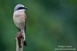 Lanius_collurio_0120.jpg