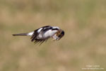 Lanius_meridionalis_0006.jpg