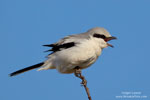 Lanius_meridionalis_0215.jpg