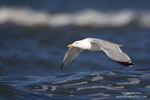 Larus_argentatus_0089.jpg