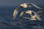 Larus_argentatus_0107.jpg