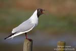 Larus_ridibundus_0203.jpg