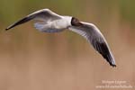 Larus_ridibundus_0274.jpg