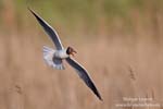 Larus_ridibundus_0280.jpg