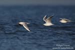 Larus_ridibundus_0307.jpg