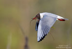 Larus_ridibundus_0323.jpg