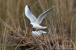 Larus_ridibundus_0334.jpg