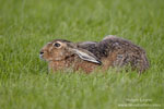 Lepus_europaeus_0005.jpg