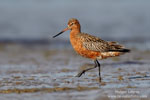 Limosa_lapponica_0184.jpg