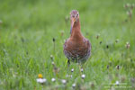 Limosa_limosa_0520.jpg