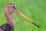 Limosa_limosa_0522.jpg