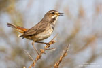 Luscinia_svecica_0675.jpg