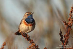 Luscinia_svecica_0713.jpg