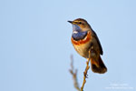 Luscinia_svecica_0715.jpg