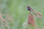 Luscinia_svecica_0742.jpg