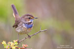 Luscinia_svecica_0766.jpg