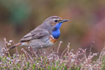 Luscinia_svecica_0767.jpg