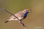 Luscinia_svecica_0769.jpg