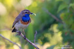 Luscinia_svecica_0773.jpg