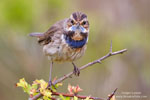 Luscinia_svecica_0808.jpg