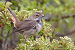 Luscinia_svecica_0817.jpg