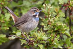 Luscinia_svecica_0821.jpg