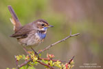 Luscinia_svecica_0837.jpg