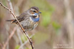 Luscinia_svecica_0842.jpg