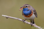 Luscinia_svecica_0857.jpg