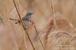 Luscinia_svecica_0878.jpg