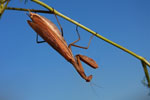 Mantis_religiosa_0001.jpg