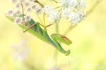 Mantis_religiosa_0103.jpg