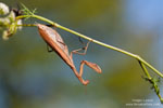 Mantis_religiosa_0211.jpg