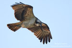 Pandion_haliaetus_0393.jpg