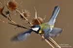 Parus_major_0335.jpg