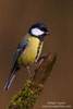 Parus_major_0365.jpg