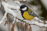 Parus_major_0386.jpg