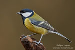 Parus_major_0389.jpg