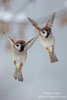 Passer_montanus_0570.jpg