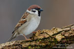 Passer_montanus_0575.jpg
