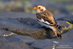 Plectrophenax_nivalis_0001.jpg