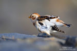 Plectrophenax_nivalis_0009.jpg