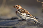 Plectrophenax_nivalis_0056.jpg
